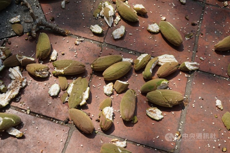 金門縣林務所指出,木棉花開後蒴果纍纍,成熟後果實裂開,裡面的棉絮四散,造成周遭民眾生活困擾,而果實掉落地面更會造成環境髒污,13日對清總兵署參天木棉樹進行蒴果摘除作業。中央社記者黃慧敏攝 110年4月13日