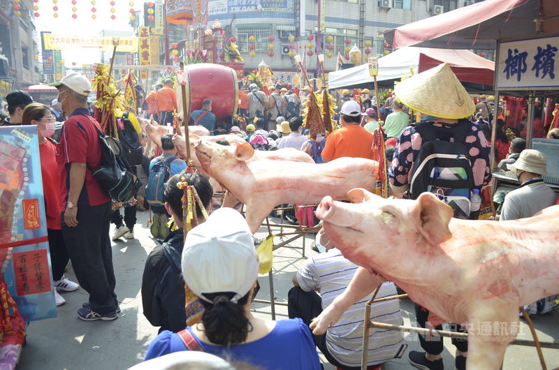新港奉天宮13日準備豬公在廟前祭拜媽祖,信徒可「拔豬鬃」,並將豬鬃毛包在紅包袋中,以藉此增長智慧,也有信徒登記要領取豬公肉,希望吃豬公肉保平安。中央社記者蔡智明攝 110年4月13日