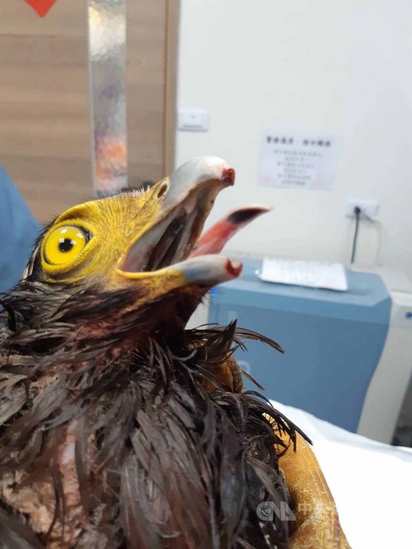 台南市12日有民眾發現一隻遭人虐待的台灣保育鳥類「大冠鷲」,牠賴以獵捕的嘴喙及雙腳腳爪全被利刃剪掉,已送往台南市野鳥學會照護。(台南市野鳥學會提供)中央社記者張榮祥台南傳真 110年4月13日