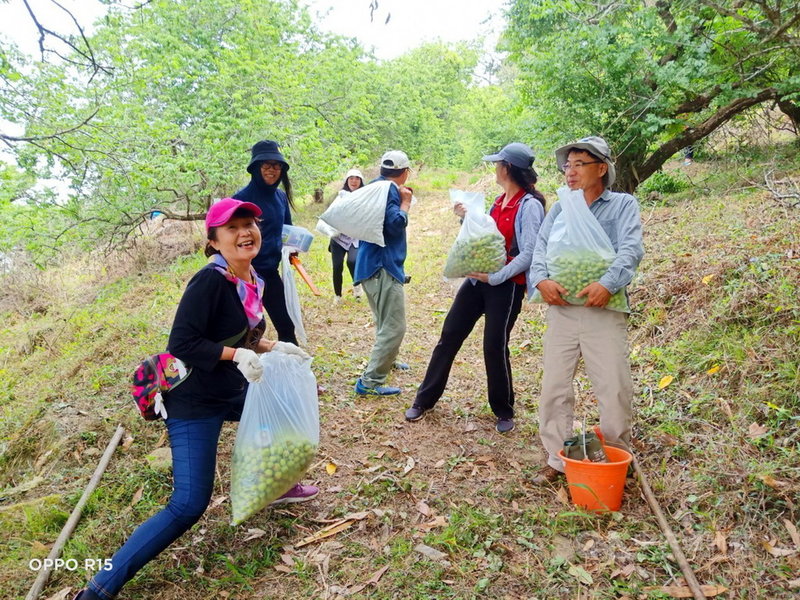 在地居民保育老梅樹有成,4月中旬嘉義大埔江家梅園400多株老梅樹結實纍纍,吸引很多人上山採梅。(吳谷忠提供)中央社記者蔡智明傳真 110年4月14日