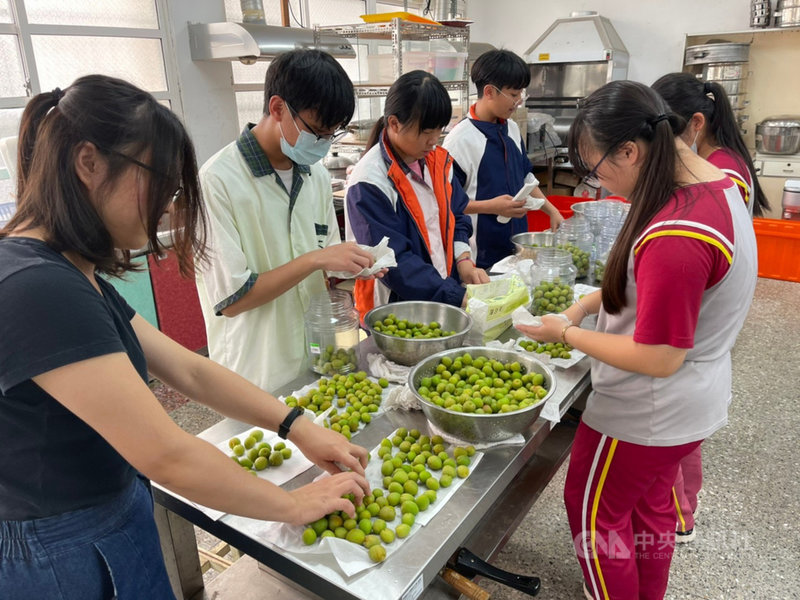4月是梅子採收期,嘉義大埔江家梅園提供大埔國中小學生免費採果,做成脆梅當成贈送來賓的禮物。(大埔國中小學提供)中央社記者蔡智明傳真 110年4月14日