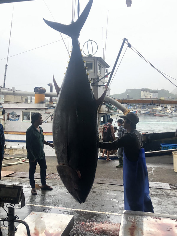 宜蘭蘇澳籍漁船「新永泰號」13日捕獲一尾黑鮪魚後返港,14日上午經蘇澳區漁會等單位鑑定為活體上岸且重量達183公斤,成為蘇澳今年「第一鮪」。(蘇澳區漁會提供)中央社記者王朝鈺傳真 110年4月14日