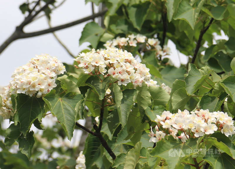 每年4、5月為油桐花開季節,苗栗縣多處山林油桐花已綻放枝頭,為2021客家桐花祭揭開浪漫序幕。中央社記者管瑞平攝 110年4月15日