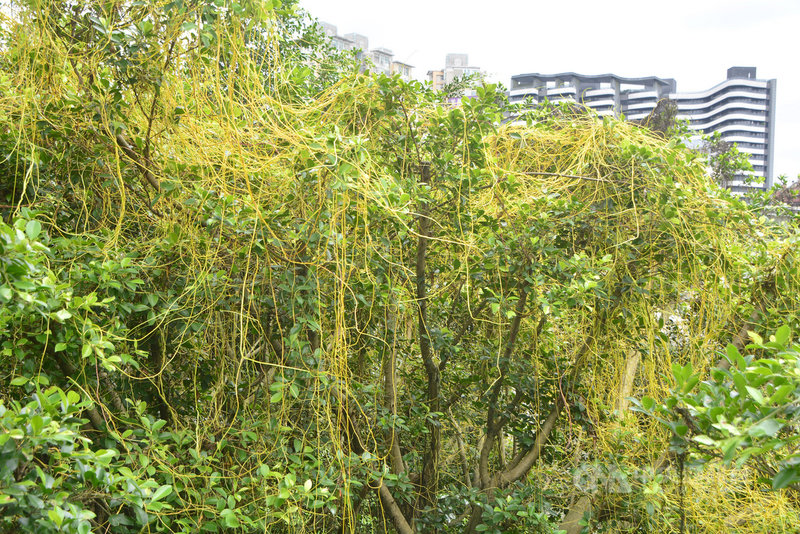 新北市碧潭風景區遭「吸血鬼植物」日本菟絲子入侵,許多榕樹被鮮黃色日本菟絲子纏繞,樹冠彷彿被罩上黃色蜘蛛網。市府15日對此表示,將研擬有效防治辦法。中央社記者黃旭昇新北市攝 110年4月15日