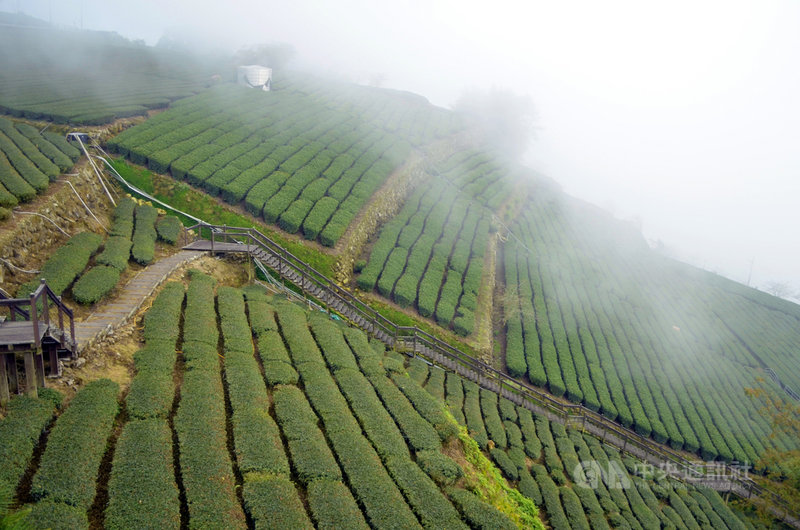 農委會茶業改良場長蘇宗振15日表示,2020年沒半個台颱進到台灣,沒雨直接影響茶的生長,2021年的春茶茶芽減少且發生老化情況,還有茶芽長得長短不齊,不利於採收,整體產量減少超過2成。圖為阿里山區茶園。中央社記者蔡智明攝 110年4月15日