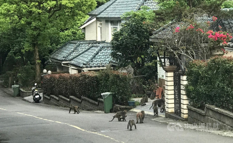 新北市動保處15日表示,鄰近山邊的淺山與都會區邊緣常有野生動物族群出沒,但近期頻頻獲報,在新店區某社區有獼猴大軍出沒,恣意妄為,已影響居民生活。(新北市動保處提供)中央社記者王鴻國傳真 110年4月15日