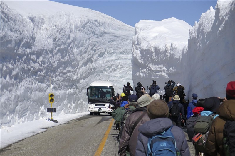 「立山黑部阿爾卑斯山脈路線」15日結束冬季封山正式開通,今年開業50週年,業者復刻跟50年前一樣只除雪一個車道的單線道,讓民眾能搭乘巴士從車窗感受14公尺高的壯麗雪壁美景。(共同社)