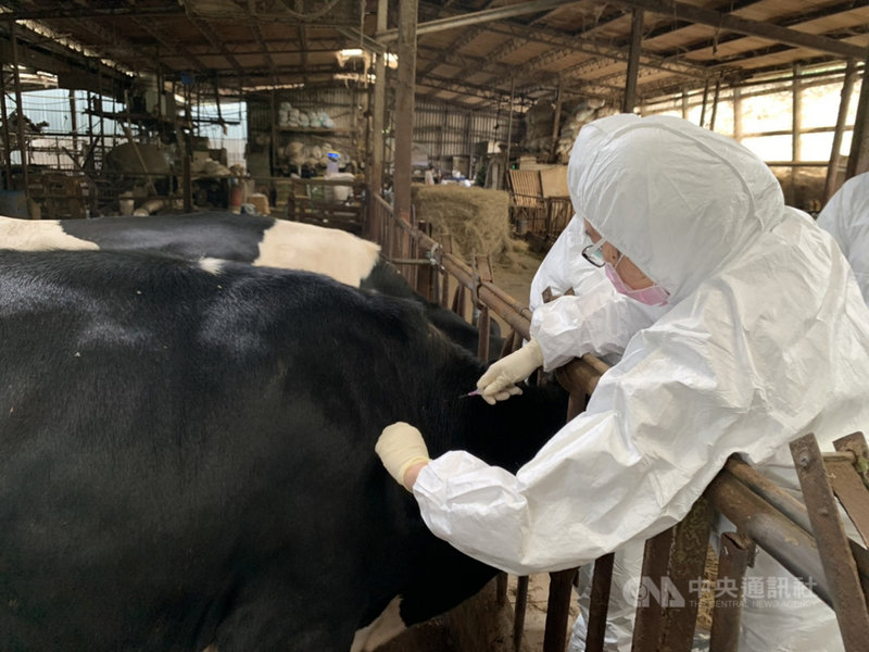 新北市林口區一處肉牛場發生台灣本島首例牛結節疹,除撲殺病牛,新北市預計在16日之內完疫苗施打,並進行環境清消。中央社記者沈佩瑤攝 110年4月16日