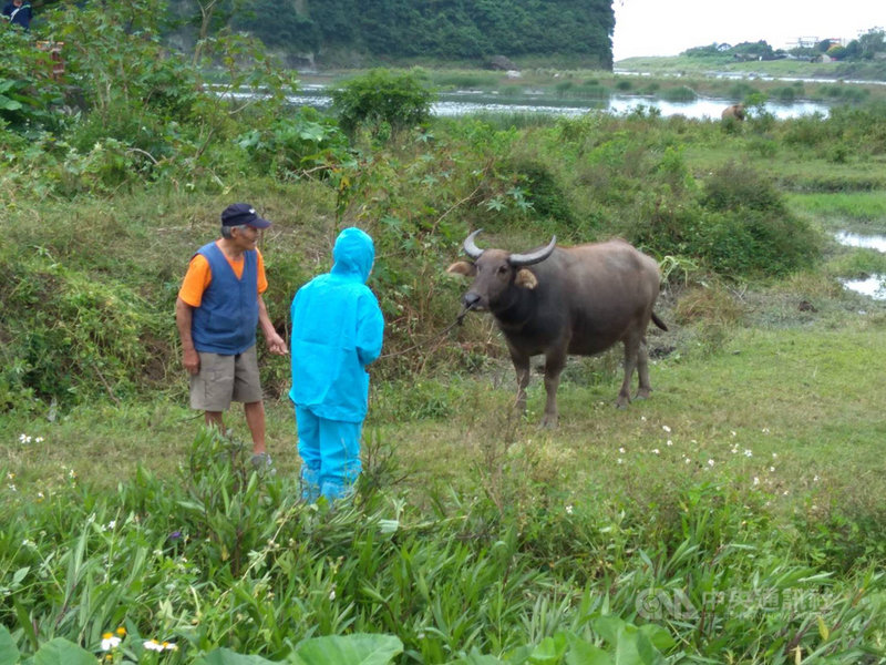 新北市林口區一肉牛場發生台灣本島首例牛結節疹,花蓮縣政府成立緊急防疫應變中心,清查轄內牛隻健康情形,派員前往豐濱鄉原民水牛產銷班宣導防疫消毒工作。(花蓮縣政府提供)中央社記者張祈傳真 110年4月17日