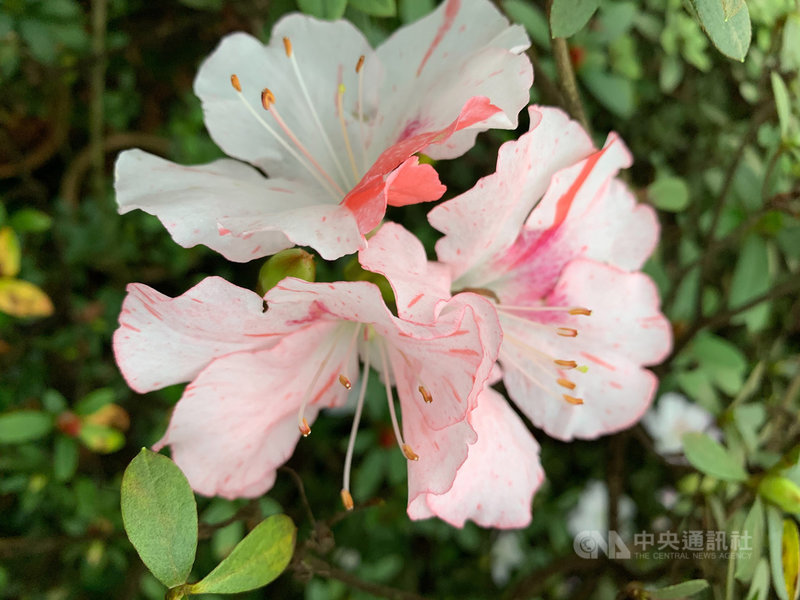 杜鵑花又名「映山紅」,多年投入杜鵑育苗與品系開發的花農柳枝芳說,杜鵑的美,最吸引人的就是花瓣上的「杜鵑蜜斑」,它是吸引昆蟲採蜜的指引。配種過程有著神奇魔力,完全猜不透植物基因最後會如何呈現,蜜斑會如何分布。(柳枝芳提供)中央社記者黃旭昇新北市傳真 110年4月17日