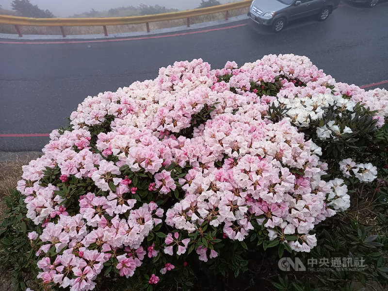 合歡山花季展開,大批人車把握假日湧上山賞花,南投縣警察局仁愛分局17日呼籲,為避免停車不便或因塞車掃興,建議賞花遊客搭乘大眾運輸工具,警方於花季期間也將加強交通疏導。(台灣追雪團友提供)中央社記者蕭博陽南投縣傳真 110年4月17日