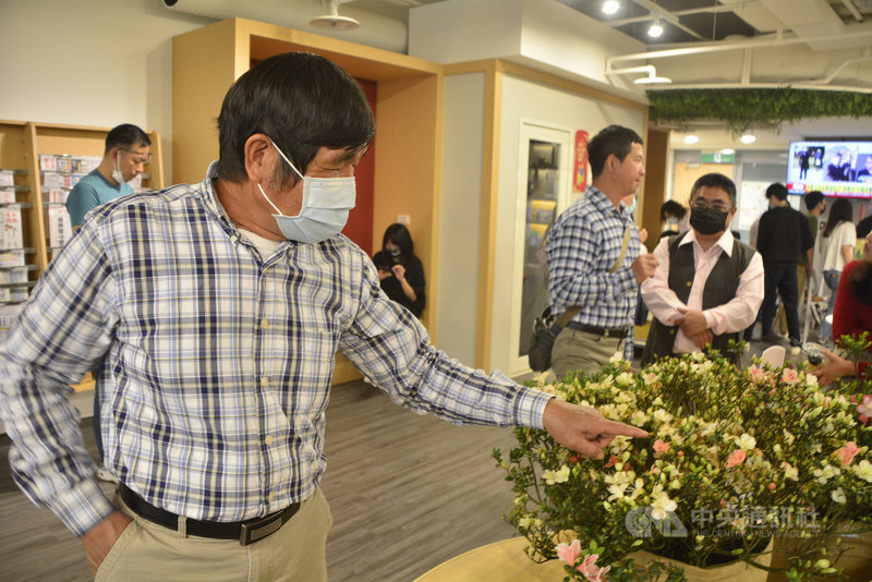 新北市萬金地區杜鵑花農柳枝芳(前)投入育苗與開發新品系20餘年,被稱為「杜鵑博士」。談起他最愛的杜鵑花,柳枝芳總能夠順利解答各式疑惑。中央社記者黃旭昇新北市攝 110年4月17日