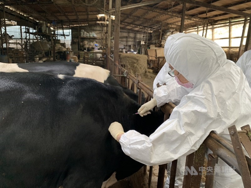 農委會18日表示,已完成全台牛結節疹疫情調查,未發現新增案例牛場;此外,苗栗以北縣市已在3天內完成轄內牛場牛隻疫苗注射。(中央社檔案照片)
