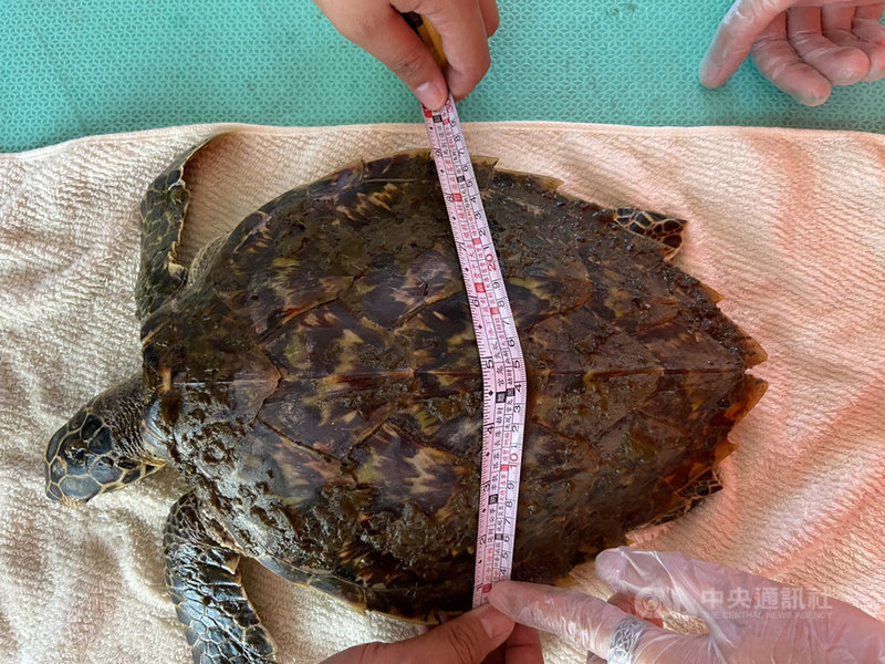 嘉義縣東石鄉塭港17日上午發現一隻受傷海龜,屏東國立海洋生物博物館人員透過視訊初步判定為保育類海龜玳瑁,經測量背甲長約30公分、寬約27公分。(海巡署第四岸巡隊提供)中央社記者蔡智明傳真 110年4月18日