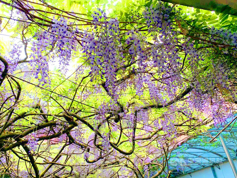 阿里山櫻花季過後,除一葉蘭接著開花,包括玉山杜鵑、紫玉蘭、日本紫藤(圖)、雛菊等都盛開,近日到阿里山仍是美不勝收。(嘉義林管處提供)中央社記者蔡智明傳真 110年4月19日