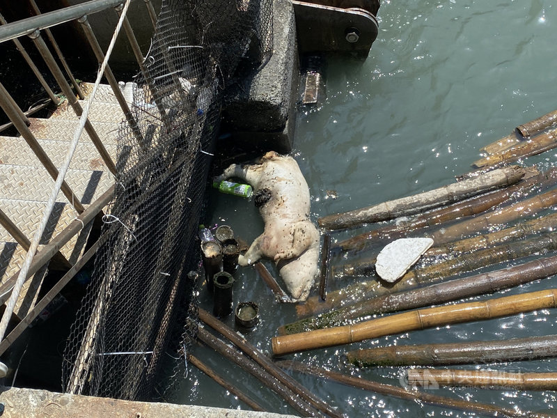 海巡署17日在雲林四湖林厝寮大排發現1隻死亡豬隻,經通報雲林縣動防所採樣,再將豬屍就地焚燒掩埋並逕行消毒,18日下午檢驗結果出爐,非洲豬瘟病毒檢測呈陰性。(海巡署中部分署第四岸巡隊提供)中央社記者蔡智明傳真 110年4月19日