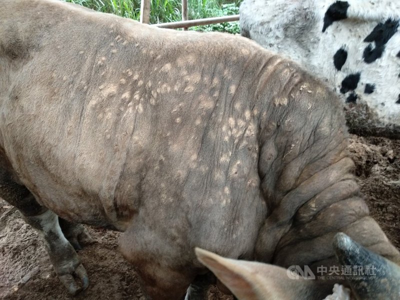 新北市林口區一肉牛場確診台灣本島首例牛結節疹,苗栗以北已完成疫苗注射。農委會副主委黃金城19日表示,20日起台中、彰化接著施打,22日18萬劑採購疫苗抵台,27日全台完成施打。(新北市政府提供)中央社記者楊淑閔傳真 110年4月19日