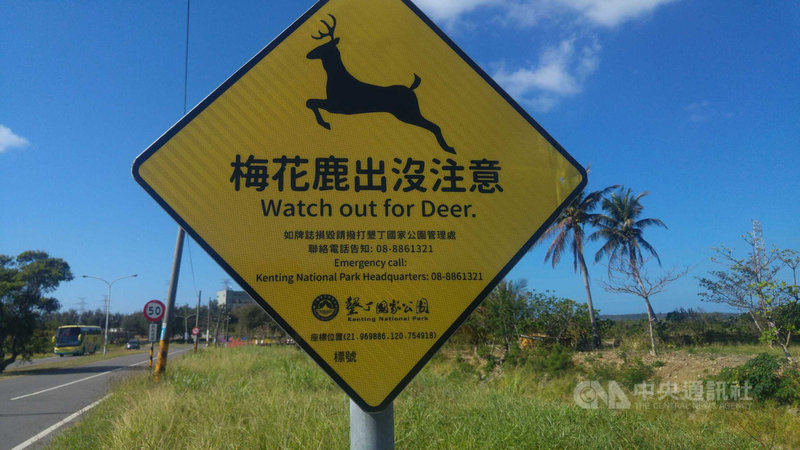 墾丁國家公園日前發生2起梅花鹿闖過馬路與機車擦撞交通事故,墾丁國家公園管理處20日表示,已在新增梅花鹿出沒處加設「有鹿出沒」警示牌。(墾管處提供)中央社記者郭芷瑄傳真 110年4月20日