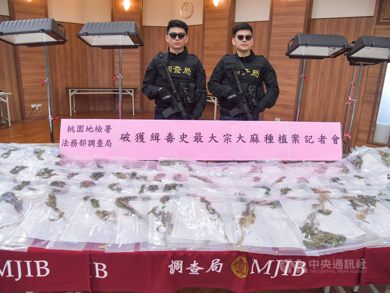 法務部調查局21日舉行記者會,宣布破獲緝毒史最大宗大麻種植案件,記者會上展示部分證物。中央社記者鄭清元攝 110年4月21日