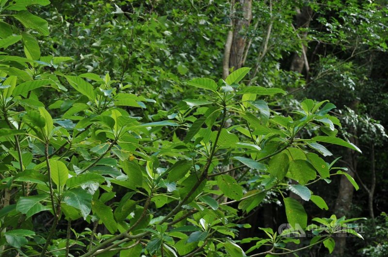 山林中有一種「咬人狗」植物,生長在台灣南部及蘭嶼、綠島等地,為蕁麻科植物,若碰觸到它皮膚刺痛感十足。(民眾提供)中央社記者李先鳳傳真 110年4月21日