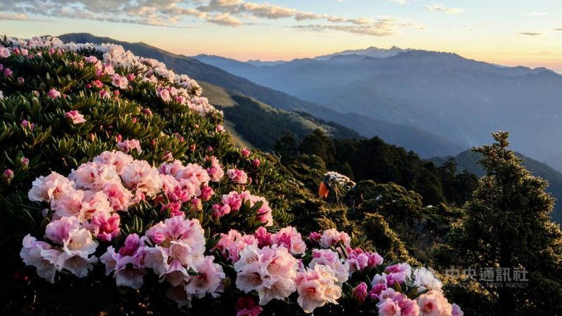 合歡山杜鵑花近日盛開,花期預計持續至6月。圖為21日清晨合歡東峰半山腰花況。(曾沛堯提供)中央社記者張祈傳真 110年4月21日