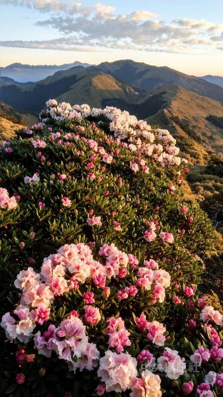 合歡山杜鵑花提前盛開把握賞花期間上山囉 亞洲電台