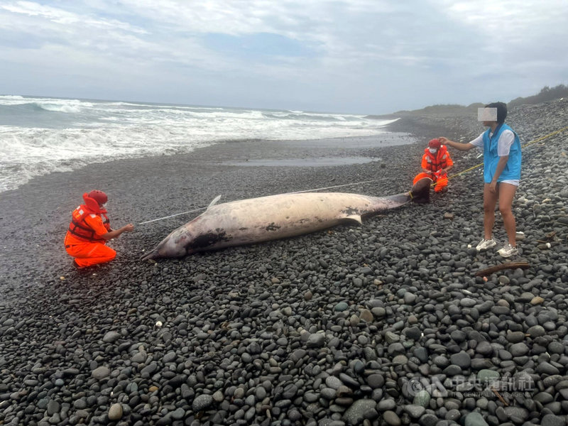 台東都蘭無名橋海邊22日有民眾通報發現死亡鯨豚,海巡派員前往,經丈量後這隻鯨豚體長約5公尺、寬約1公尺,專家研判為柏氏中喙鯨;因個體狀態完整,後續將由台東縣政府委託吊掛業者運往成功大學,以接續研究使用。(海巡署東部分署提供)中央社記者盧太城台東傳真 110年4月22日