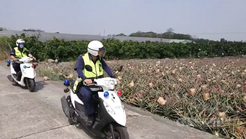 目前正值鳳梨盛產期,屏東瑪家鄉一名林姓果農還沒採收的鳳梨卻被偷約1000顆,他憤而報警,警方已展開追查,並加強巡邏。(內埔警分局提供)中央社記者郭芷瑄傳真 110年4月22日