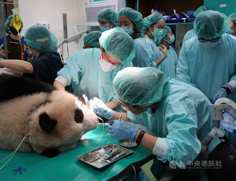 台北市立動物園大貓熊「圓仔」在例行訓練課程中,被保育員發現「圓仔」左下側門牙牙冠斷裂,導致牙髓暴露,醫療團隊19日展開麻醉作業,為「圓仔」治療斷牙與健康檢查。(台北市立動物園提供)中央社記者陳怡璇傳真 110年4月23日
