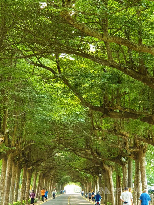 屏東潮州泗林綠色隧道綿延1.2公里長的小葉欖仁樹正值開花結果期，綠意盎然。中央社記者郭芷瑄攝　110年4月24日