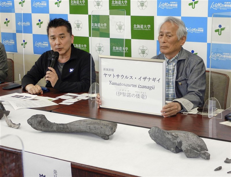 日本研究團隊從17年前挖掘出來的化石,發現跟鴨嘴龍科草食恐龍屬同類的新品種恐龍,研究團隊取「伊奘諾的日本龍」之意命名學名。(共同社)