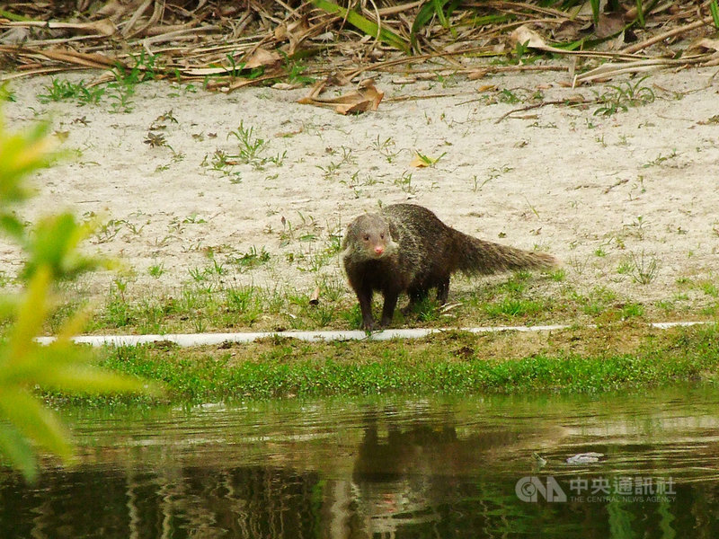 保育類珍貴稀有野生動物「食蟹獴」4月初罕見現蹤國立自然科學博物館周邊,棲息時間長達3週。經專家協助,目前已順利讓食蟹獴回歸大自然。(科博館提供)中央社記者趙麗妍傳真 110年4月29日