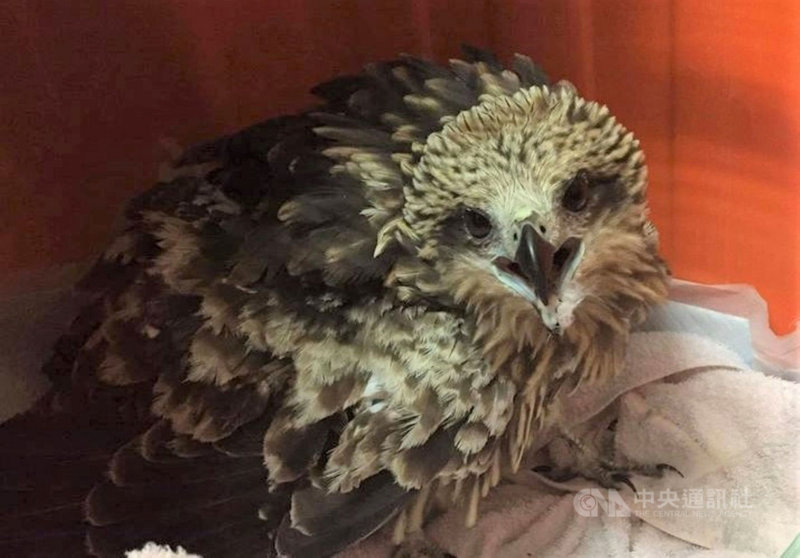 屏東科技大學「黑鳶保育研究計畫」追蹤黑鳶「小茄子」已滿週年,近日研究員發現「小茄子」只花短短2天橫越北韓進入俄羅斯境內。圖為2020年初「小茄子」拾獲時仍是幼鳥樣貌。(林務局提供)中央社記者郭芷瑄傳真 110年4月29日