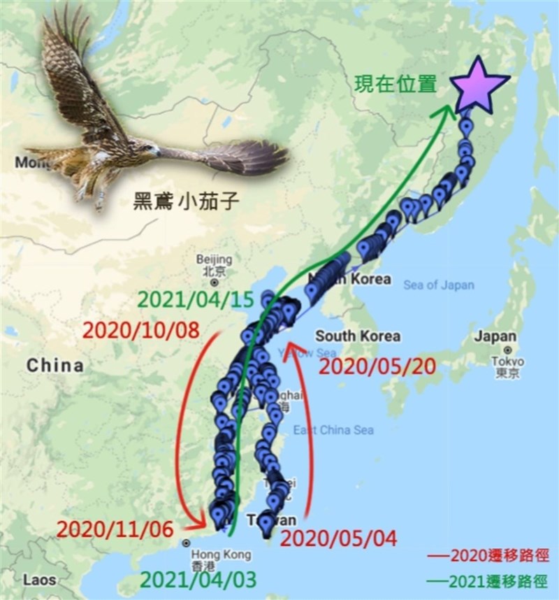 台灣首度證實為候鳥的黑鳶「小茄子」近日又有驚奇旅程,屏東科技大學鳥類生態研究室發現「小茄子」只花2天時間從中國東北橫越北韓進入俄羅斯境內。圖為「小茄子」衛星追蹤的路線。(林務局提供)中央社記者郭芷瑄傳真 110年4月29日