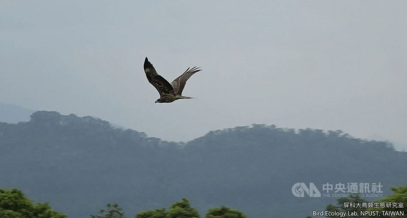 屏東科技大學「黑鳶保育研究計畫」追蹤黑鳶「小茄子」,在4月15日回到2020年的度夏地山東,但短暫幾天沒有訊號,豈料目前回傳的資料顯示,小茄子早就從山東出海,只花了6小時穿越渤海灣,平均時速達65公里,而且在短短2天內橫越北韓進入俄羅斯境內。(林務局提供)中央社記者郭芷瑄傳真 110年4月29日