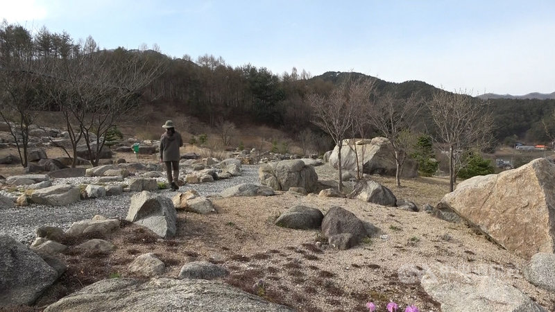 占地近5000公頃白頭大幹樹木園,是全亞洲最大的樹木園,規劃多達37個主題展示園,依照植物特性打造不同植栽環境,圖為岩岸植物園區。中央社記者廖禹揚慶尚北道奉化郡攝 110年5月1日