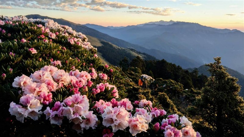 合歡山杜鵑花近日盛開,連續假期逢高山花季,大量人車1日持續湧入。圖為4月21日清晨合歡東峰半山腰花況。(曾沛堯提供)
