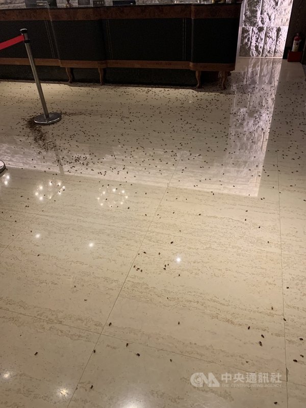 台北市義警大隊3日晚間在中山區一間餐廳舉行聯誼餐會,有2名男子持裝滿蟑螂的袋子,進入店內衝向2樓櫃台丟擲後逃逸,轄區警方正在調閱監視器畫面追查犯嫌,以釐清犯案動機。(翻攝照片)中央社記者黃麗芸傳真 110年5月3日