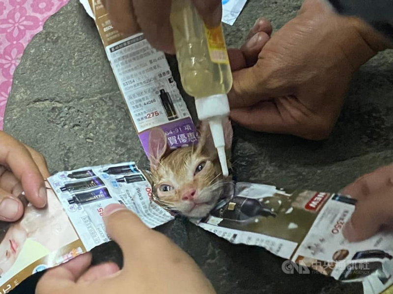 嘉義縣家畜疾病防治所人員墊廣告紙、滴潤滑油,花了40分鐘才讓這隻幼貓脫困。(嘉義縣家畜所提供)中央社記者蔡智明傳真 110年5月4日