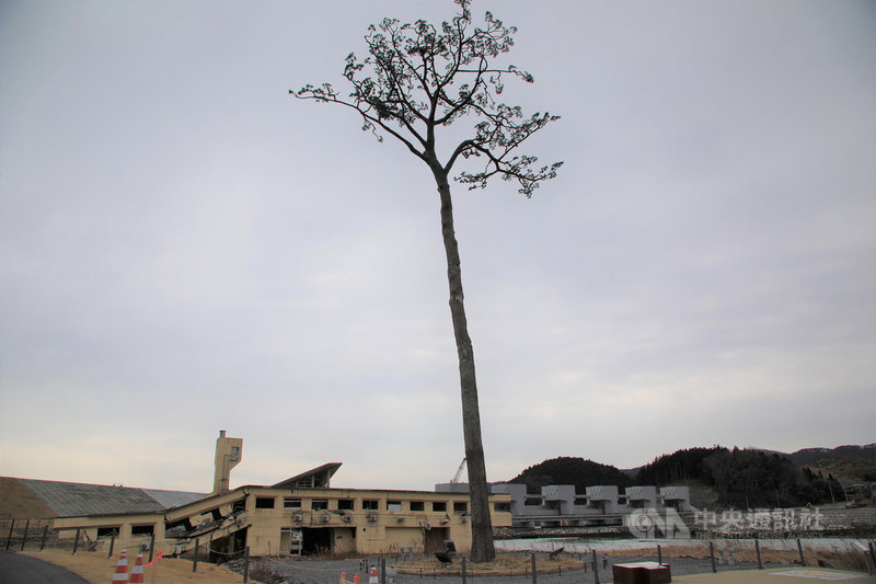 2011年311東日本大震災海嘯沖走岩手縣陸前高田市高田松原的7萬多棵松樹,僅一顆倖免於難,被稱為「奇蹟一本松」。這棵松樹翌年5月確認已枯死,樹幹經過防腐處理等,製成類似標本的松樹。圖攝於3月16日。中央社記者楊明珠岩手攝 110年5月4日