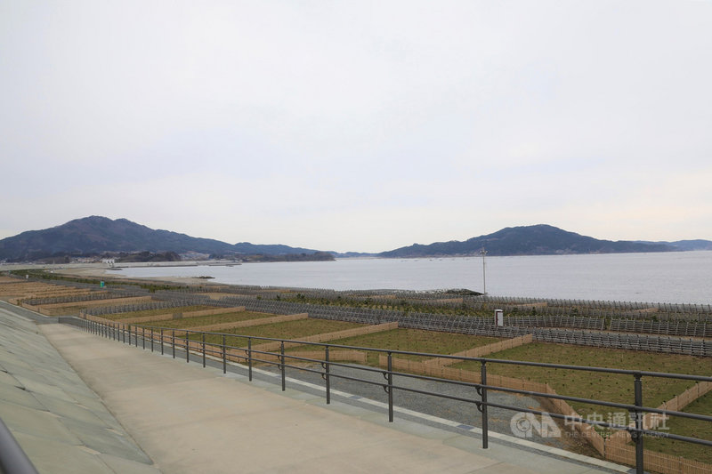 2011年311東日本大震災海嘯沖走了岩手縣陸前高田市高田松原的7萬多棵松樹,僅一顆松沒被沖走。市民團體2017年開始展開栽種4萬棵松樹苗的計畫,預計今年5 月完成。中央社記者楊明珠岩手攝 110年5月4日