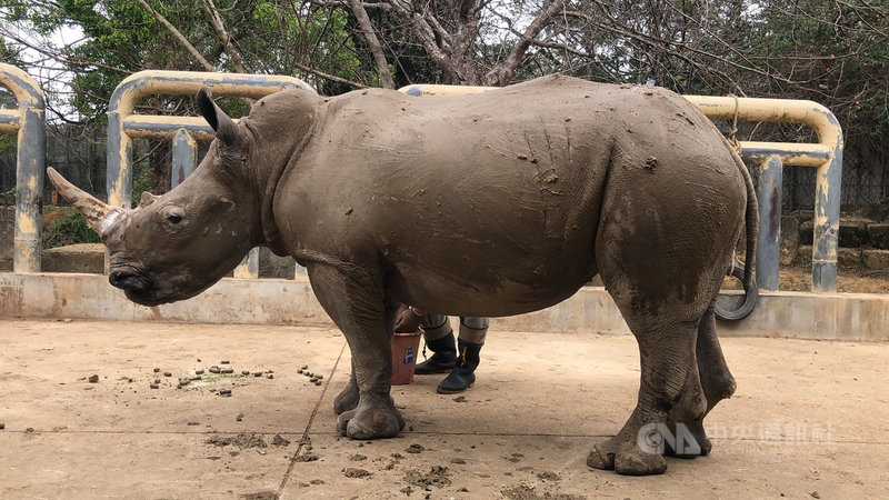 莊福文教基金會指出,六福村野生動物園犀牛妹「艾瑪」預計遠嫁日本東武動物公園,但因疫情影響,出發時間一延再延;目前「艾瑪」仍持續接受訓練,同時正與相關單位討論其他可行輸出方式。(六福旅遊集團提供提供)中央社記者郭宣彣傳真 110年5月4日
