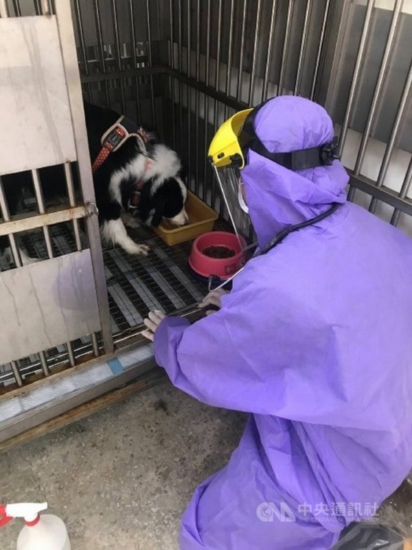新北動保處日前派員著全套防疫裝備將確診者所飼養的牧羊犬帶回隔離14天,動保處表示,目前牧羊犬沒有發燒及呼吸道症狀,活動力良好,飲食、排遺皆正常。(新北動保處提供)中央社記者王鴻國傳真 110年5月4日