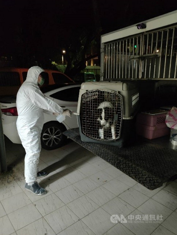新北動保處日前派員著全套防疫裝備將確診者所飼養的牧羊犬帶回隔離14天,動保處表示,牧羊犬狀況良好,隔離期滿無異狀,將由飼主親友帶回飼養。(新北動保處提供)中央社記者王鴻國傳真 110年5月4日