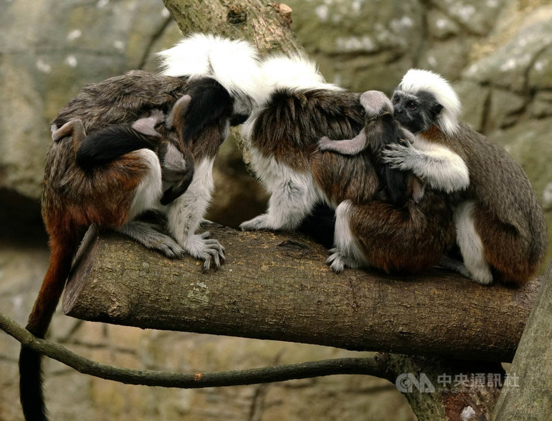 台北市立動物園5日表示,已有兩次生產經驗的棉頭絹猴「小白」2日產下三胞胎,但因母乳量仍分泌不足,其中一隻寶寶5日上午不幸夭折。(台北市立動物園提供)中央社記者陳昱婷傳真 110年5月5日
