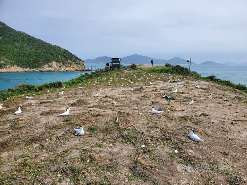 馬祖燕鷗繁殖期將來臨,台北鳥會至北竿鐵尖島上整理燕鷗棲地工作,包含除草及假鳥擺設等,預計在燕鷗降落繁殖前,完成無線網路系統,以利後續即時影像監測及燕鷗繁殖生態直播。(連江縣產發處提供)中央社記者邱筠馬祖傳真 110年5月6日