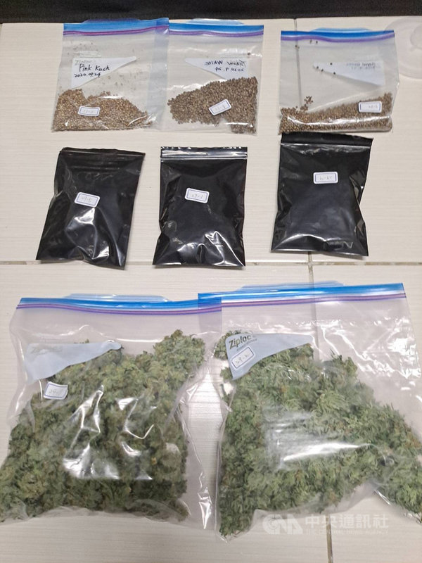 35歲周姓男子施用大麻成癮,租下透天民宅當自耕農,從幾株種子開始發展到工廠規模。新北警組專案小組赴台南搜索,查獲大麻活株27株、乾燥大麻成品等證物,詢後依違反毒品危害防制條例移送法辦。(警方提供)中央社記者沈佩瑤傳真 110年5月6日