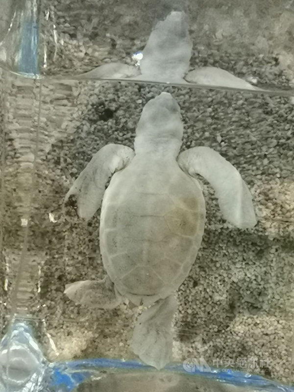 由於白化症的綠蠵龜少見,交通部觀光局澎湖國家風景區管理處將在望安發現不幸死亡的白化症綠蠵龜製成標本,6日在綠蠵龜保育中心對外展出。中央社 110年5月6日