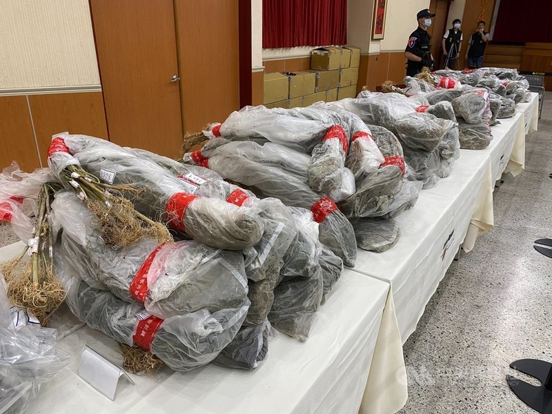 新竹市警察局破獲大麻工廠案,查扣大批大麻活株、大麻成品與香菸等,市值近新台幣5億元。中央社記者魯鋼駿攝 110年5月7日