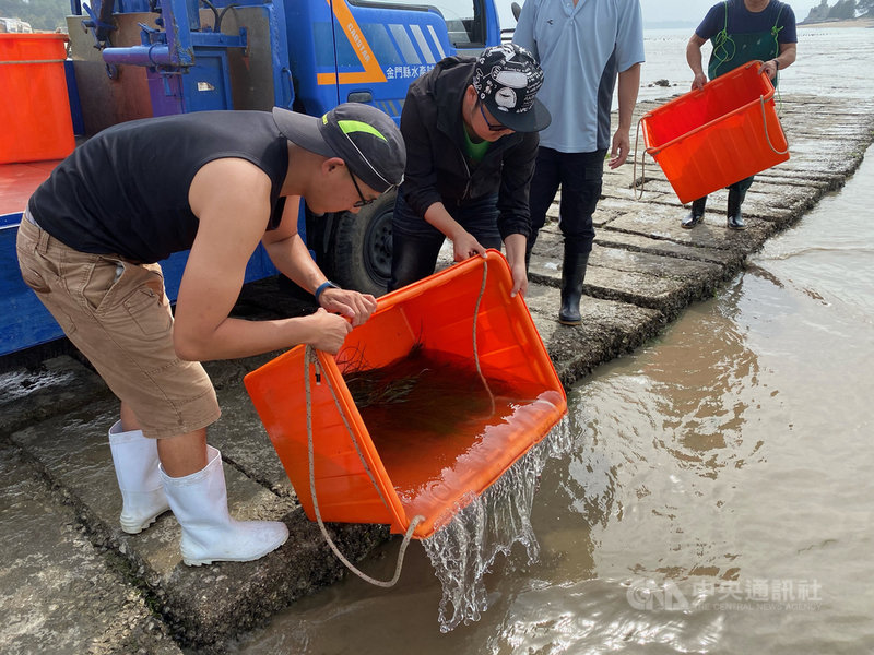 金門縣水產試驗所表示,遠海梭子蟹是金廈海域常見的蟹種,在漁獲市場需求量大,為了彌補自然生產力不足,加速恢復海域遠海梭子蟹族群資源復育,近幾年來開始放流自行育成遠海梭子蟹苗。(金門縣水試所提供)中央社記者黃慧敏傳真 110年5月7日